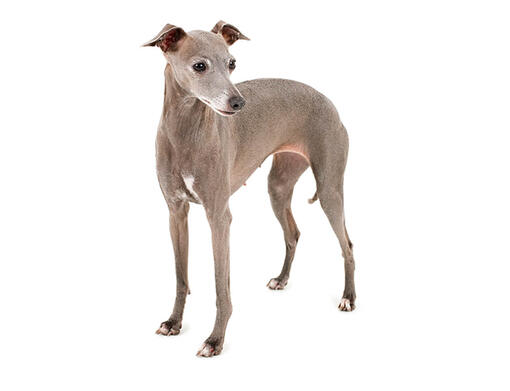 Greyhound hypoallergenic sales